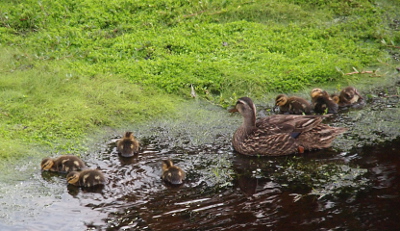 [Four ducklings swim in front of Mom and feet from the shallow water while another three are behind her doing the same where the water met the grass.]